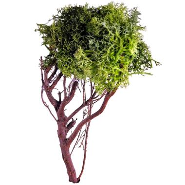 Albero di Lichene Verde in Legno cm.H16