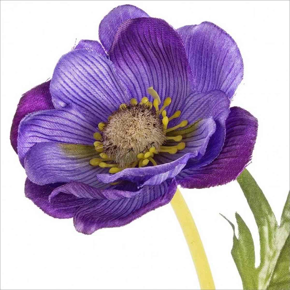 Anemone Violetta 30Cm