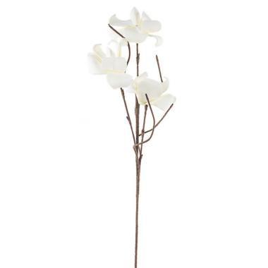Magnolia Tropica X3F Bianco Cm.H112 -588