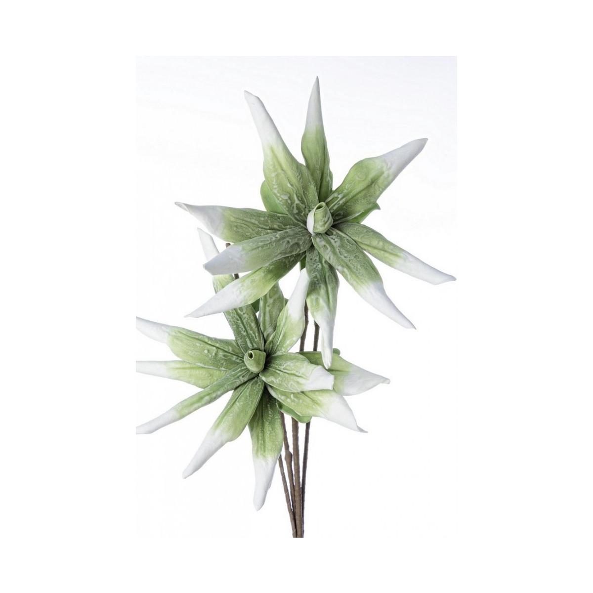 Aloe Chinensis X2F Verde Cm.H125