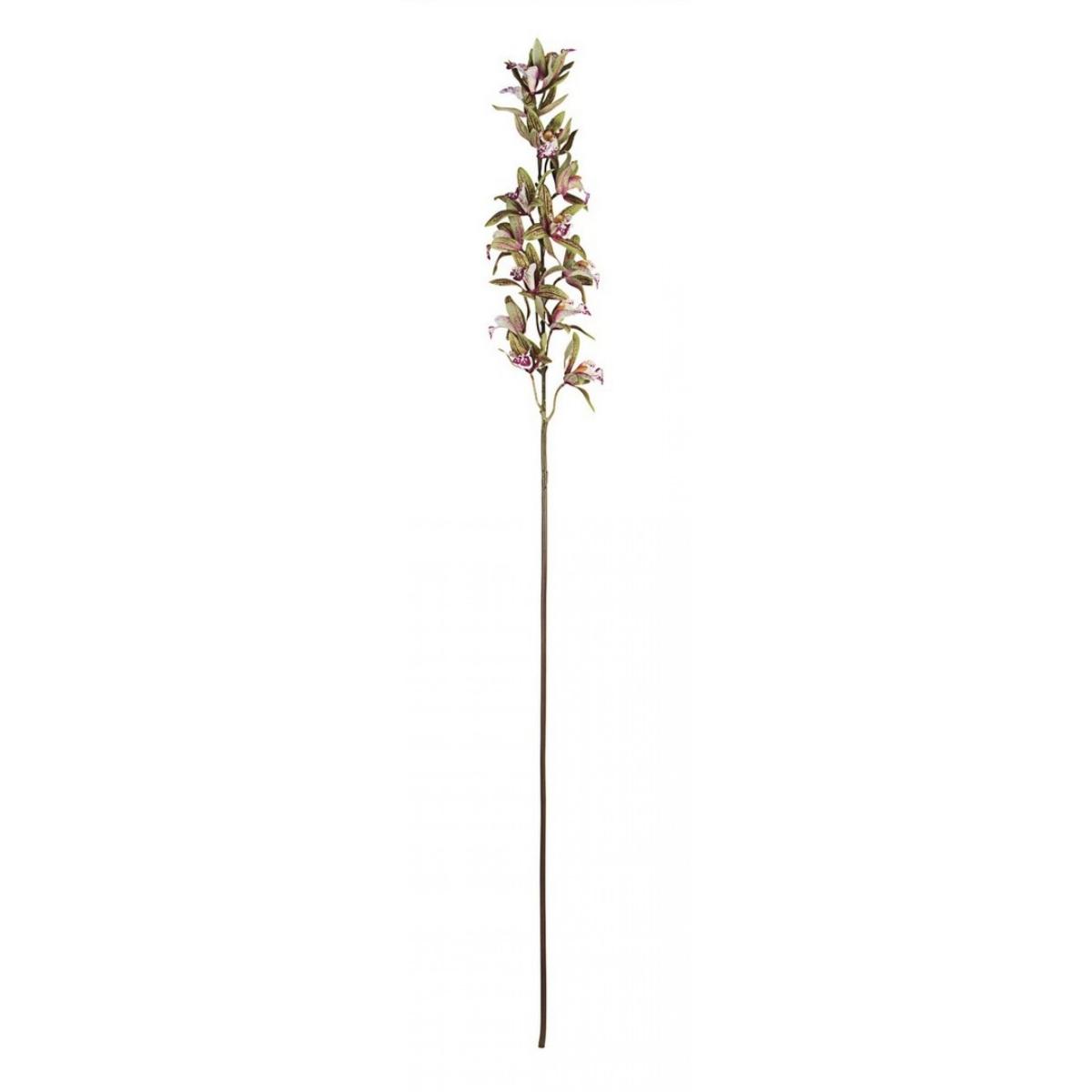 Orchidea Dendrobium X15F Variegata Cm.H104