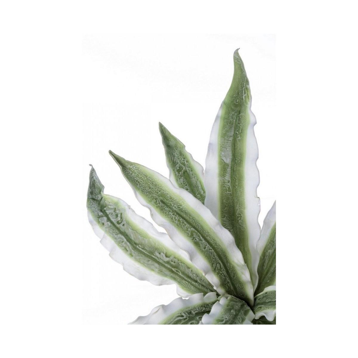 Ramo Aloe Variegata Verde Cm.H98