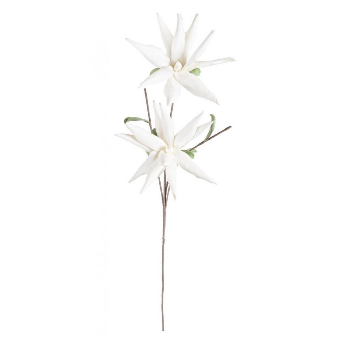 Aloe Chinensis X2F Bianco Cm.H125