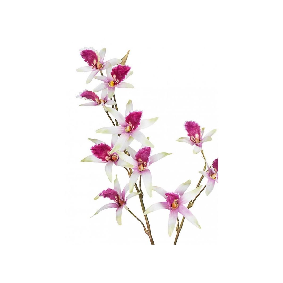 Orchidea Dendrobium X11F+2B Fucsia Cm.H92