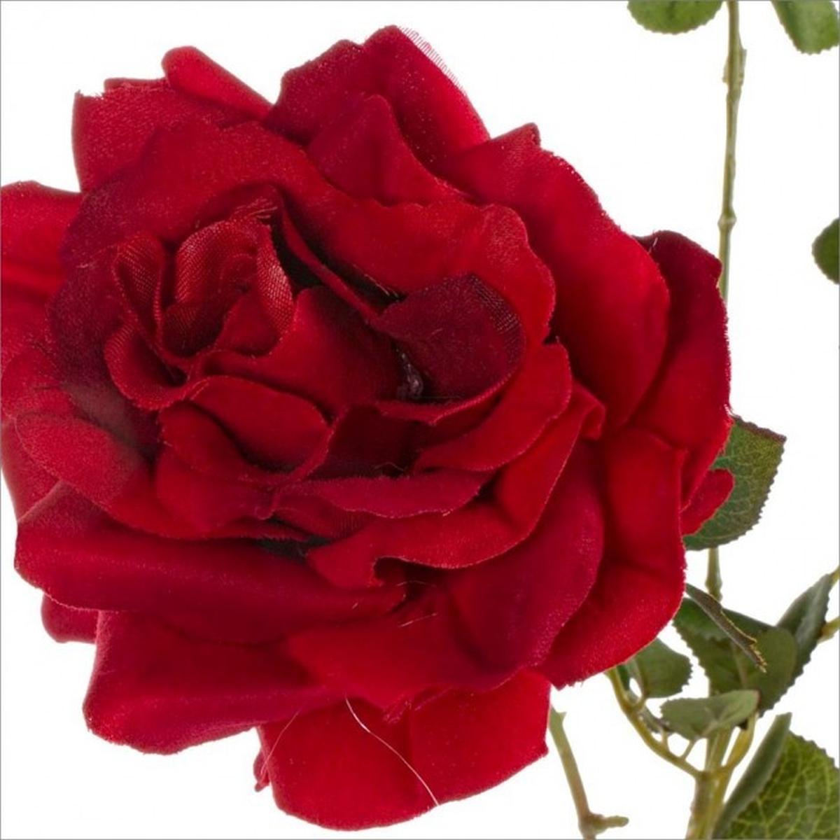 Rosa Grande Rosso 76