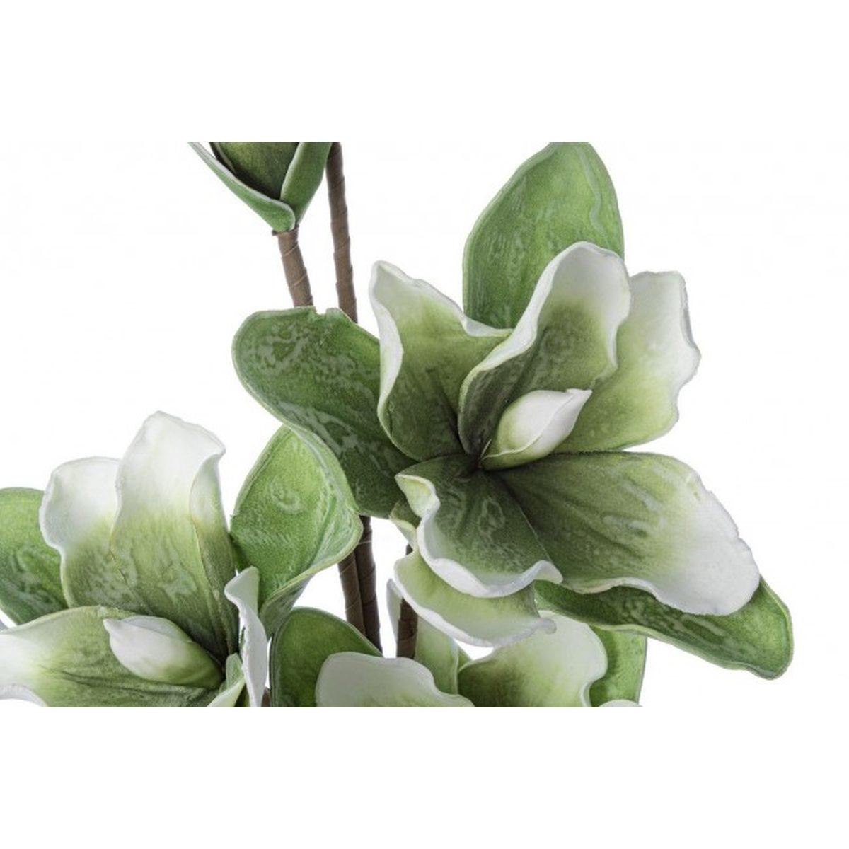 Magnolia Bocciolo X3F+2B Verde Cm.H95