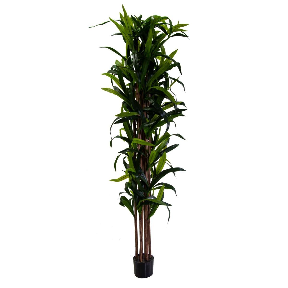 Pianta Artificiale Plastica Dracaena cm.h198 | Vacchetti