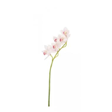 Orchidea Dyan X5F Bianco Cm.H66