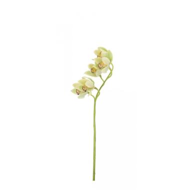 Orchidea Dyan X5F Verde Cm.H66