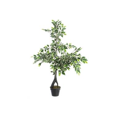 Pianta Ficus Variegato Con Vaso X760F Cm.H120 -834