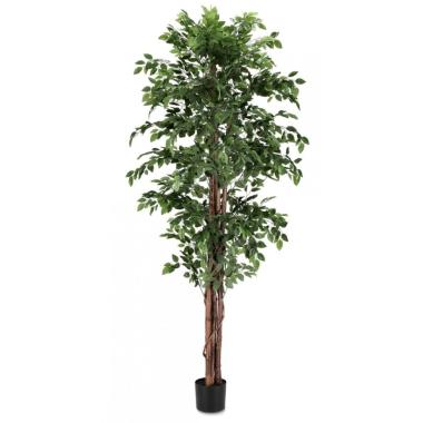 Pianta Ficus Con Vaso 2480Foglie Cm.H210