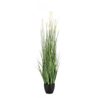 Pianta Eriophorum Bianc con Vaso x10 Foglie cm.H110 | Bizzotto