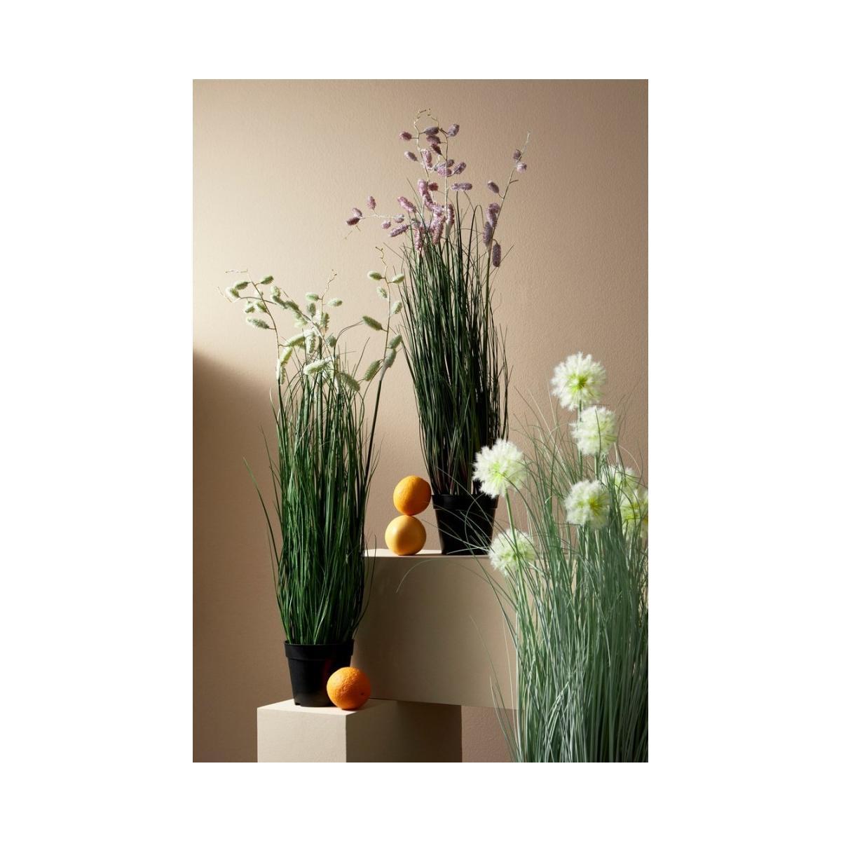 Pianta Grevillea Rosa con Vaso x5 Foglie   cm.H100 | Bizzotto