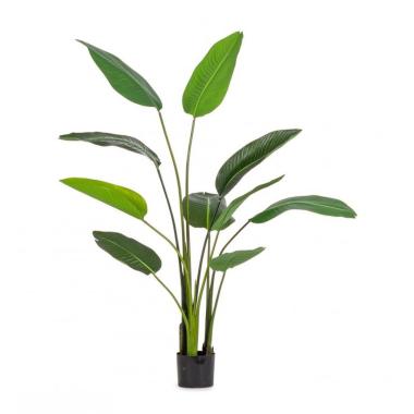 Pianta Strelitzia con Vaso cm.10 Foglie  cm.H150 | Bizzotto
