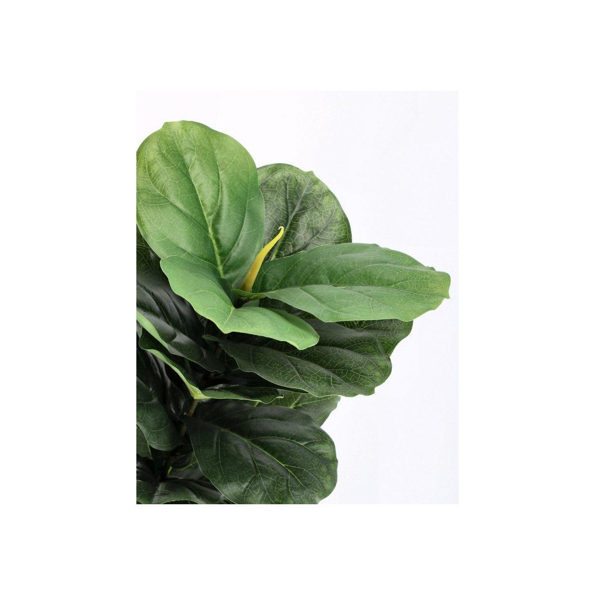 Pianta Ficus Lyrata con Vaso 72 Foglie cm.H120 | Bizzotto
