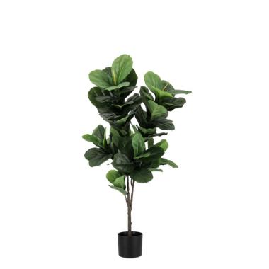 Pianta Ficus Lyrata con Vaso 72 Foglie cm.H120 | Bizzotto
