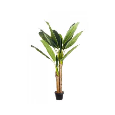 Pianta Banano con Vaso cm.14 Foglie cm.H135 | Bizzotto