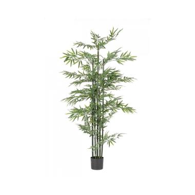 Pianta Bamboo con Vaso cm.H190 | Bizzotto