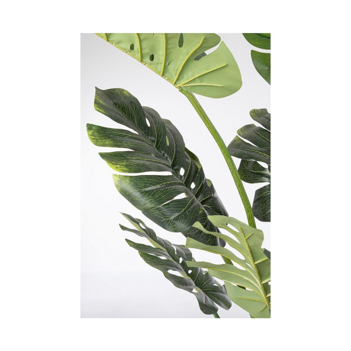 Pianta Filodendro con Vaso cm.13 Foglie  cm.H150 | Bizzotto