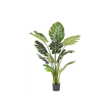 Pianta Filodendro con Vaso cm.13 Foglie  cm.H150 | Bizzotto