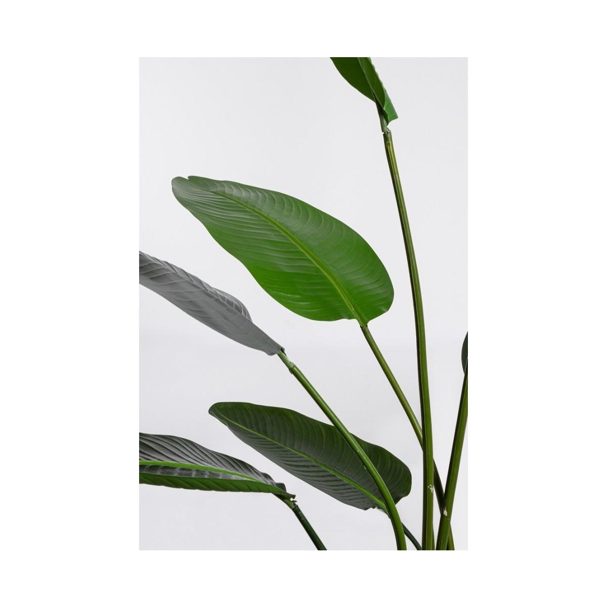 Pianta Strelitzia con Vaso cm.13 Foglie  cm.H185 | Bizzotto