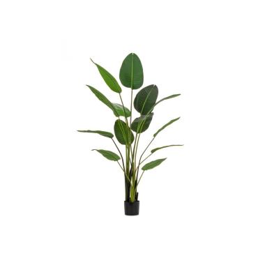 Pianta Strelitzia con Vaso cm.13 Foglie  cm.H185 | Bizzotto
