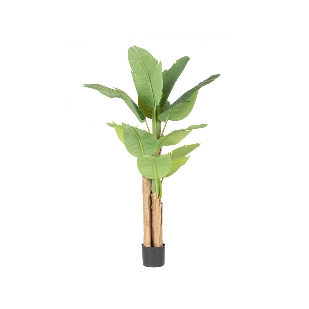 Pianta Banano con Vaso cm.13 Foglie cm.H150 | Bizzotto