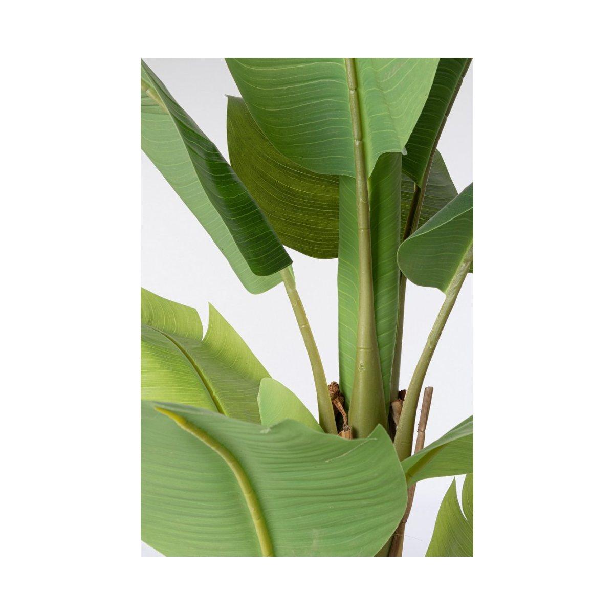 Pianta Banano con Vaso cm.13 Foglie cm.H150 | Bizzotto