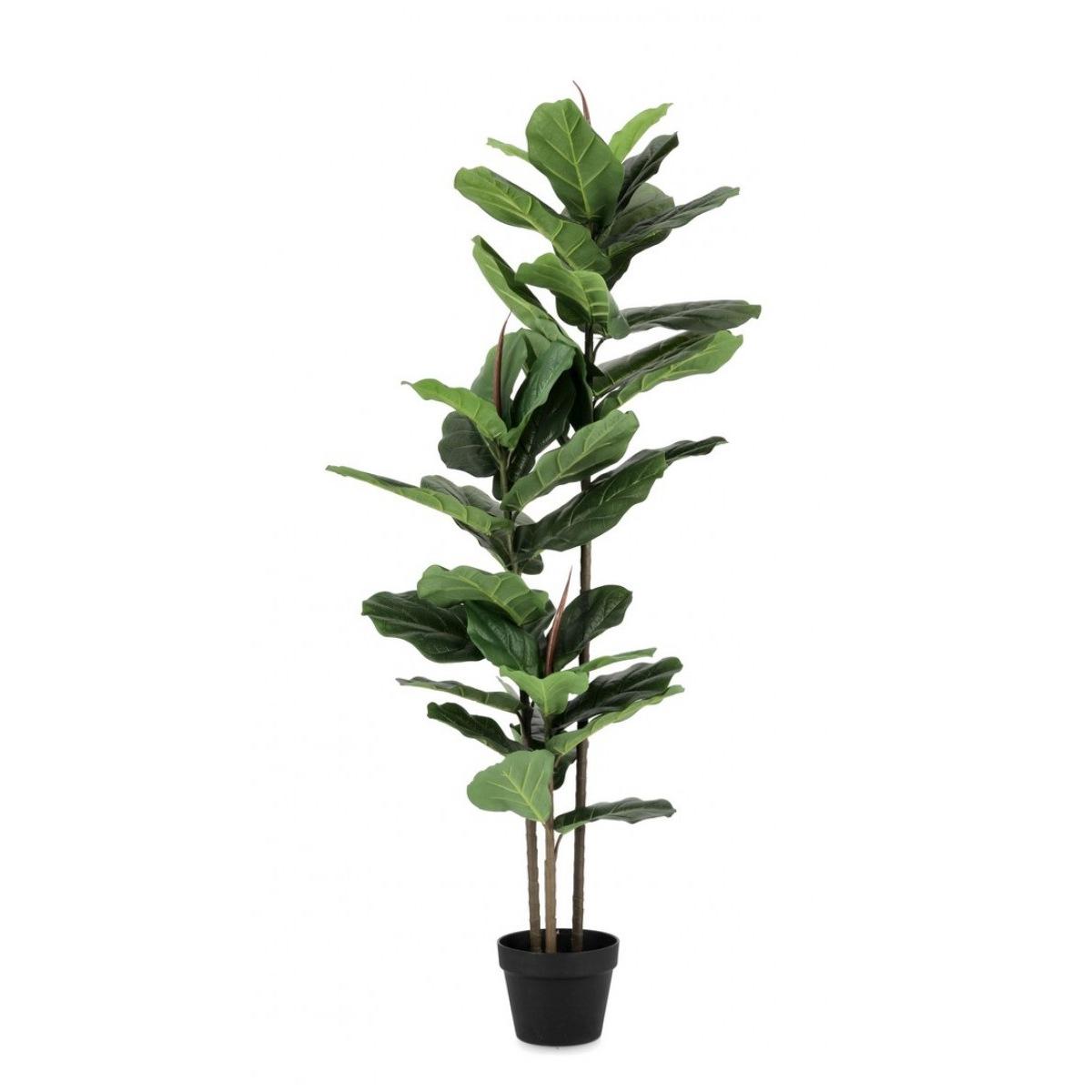 Pianta Ficus Lyrata con Vaso 39 Foglie cm.H145 | Bizzotto