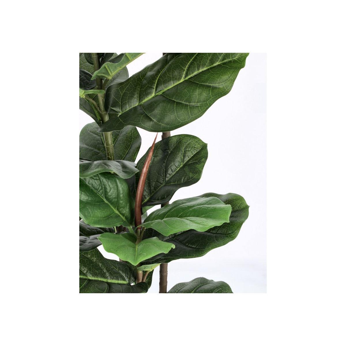 Pianta Ficus Lyrata con Vaso 39 Foglie cm.H145 | Bizzotto