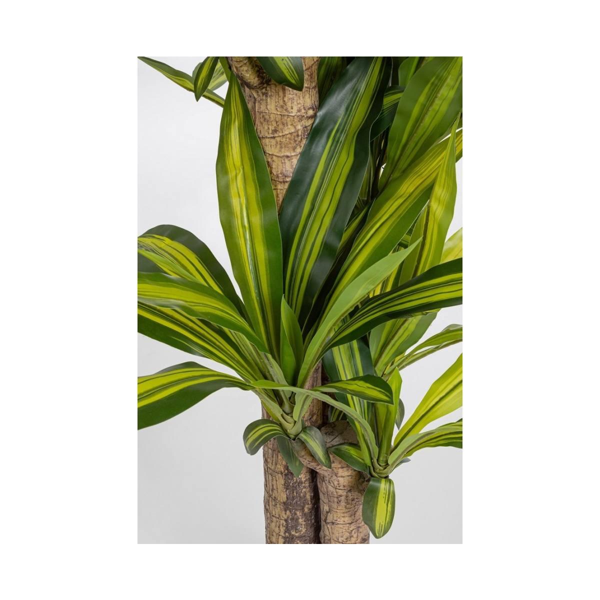 Pianta Dracaena con Vaso cm.H130 | Bizzotto