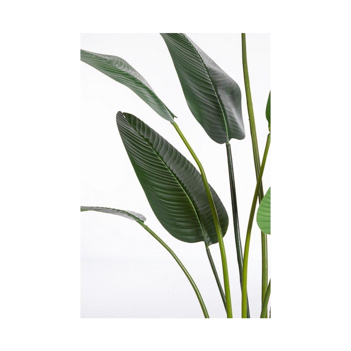 Pianta Strelitzia con Vaso cm.13 Foglie  cm.H235 | Bizzotto