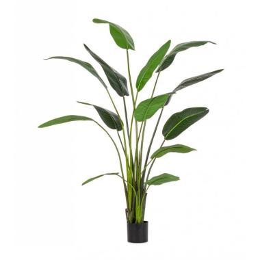 Pianta Strelitzia con Vaso cm.13 Foglie  cm.H235 | Bizzotto