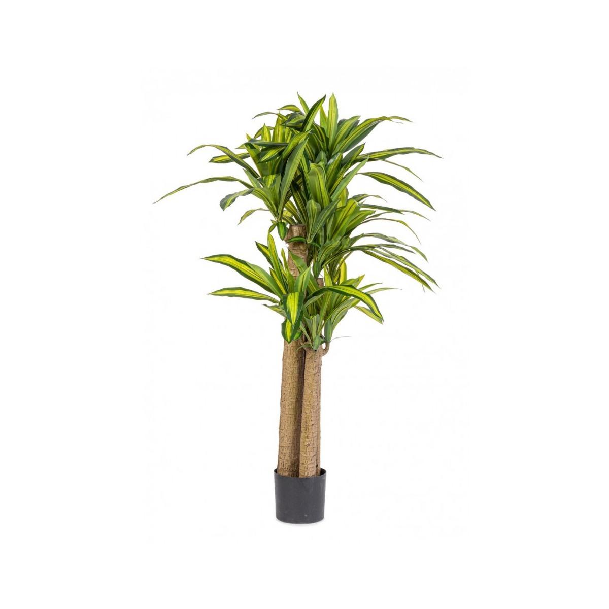Pianta Dracaena con Vaso cm.H150 | Bizzotto