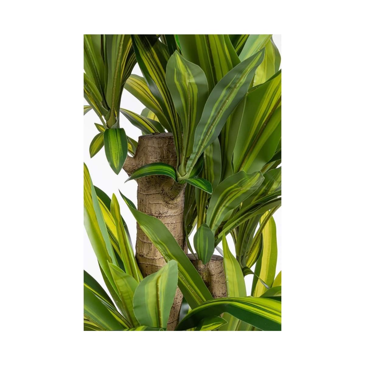 Pianta Dracaena con Vaso cm.H150 | Bizzotto