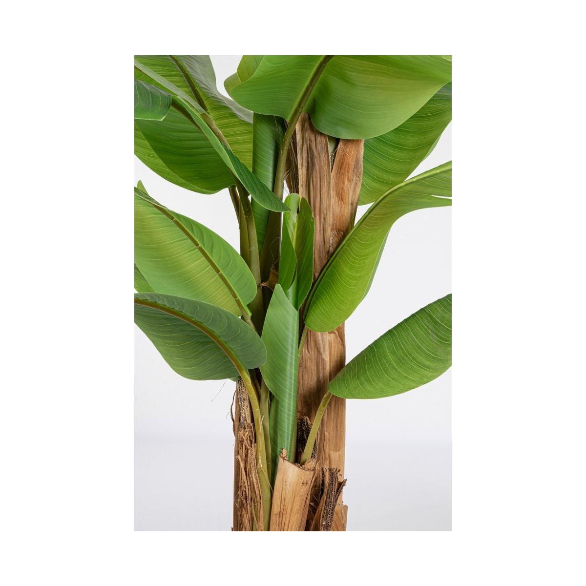 Pianta Banano con Vaso 22 Foglie cm.H240 | Bizzotto