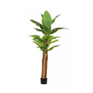Pianta Banano con Vaso 22 Foglie cm.H240 | Bizzotto