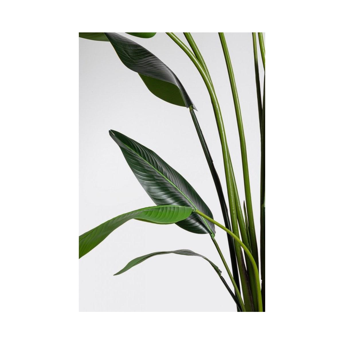 Pianta Strelitzia con Vaso cm.18 Foglie  cm.H310 | Bizzotto