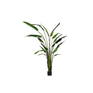 Pianta Strelitzia con Vaso cm.18 Foglie  cm.H310 | Bizzotto
