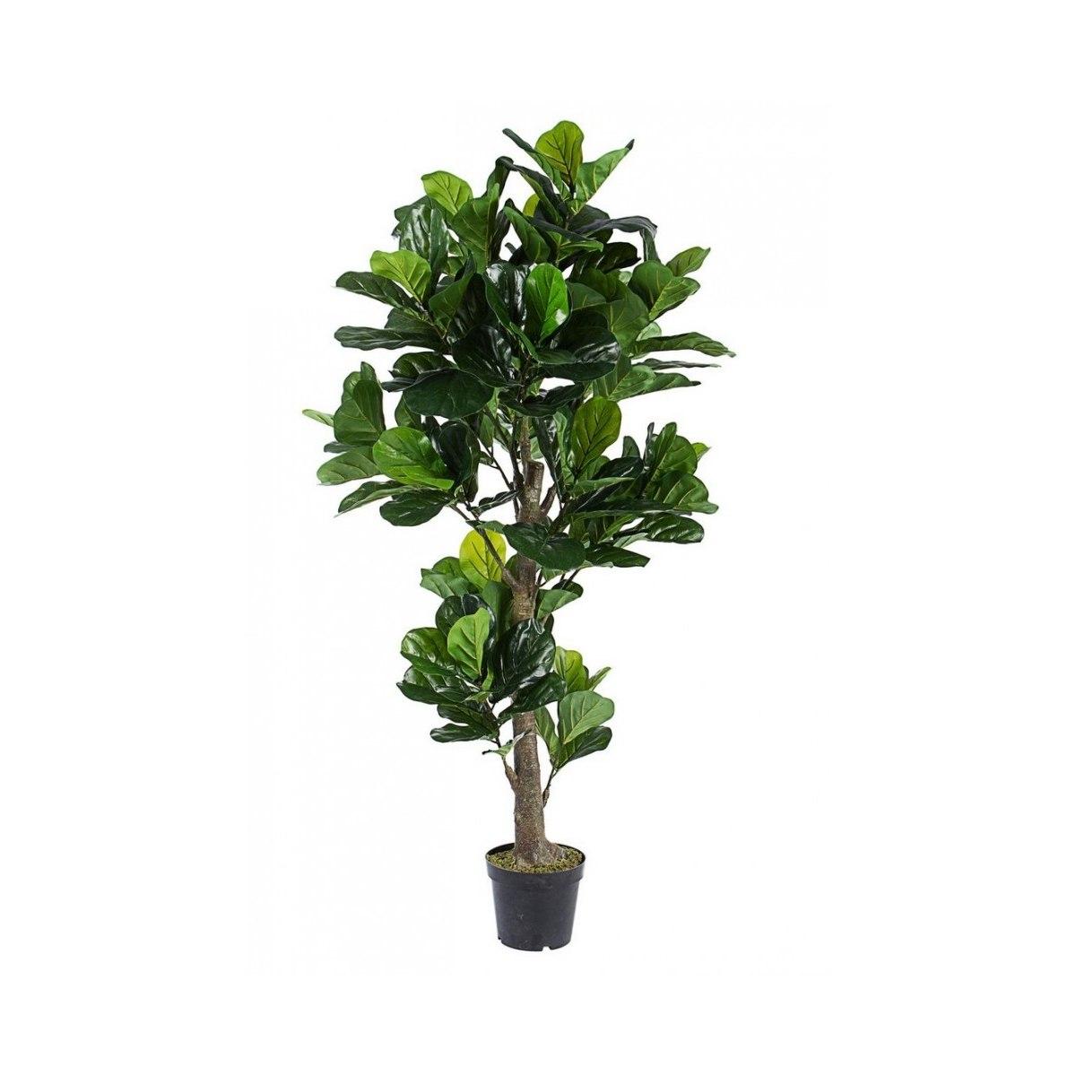 Pianta Ficus Lyrata con Vaso cm.153 Fogiel cm.H190 | Bizzotto