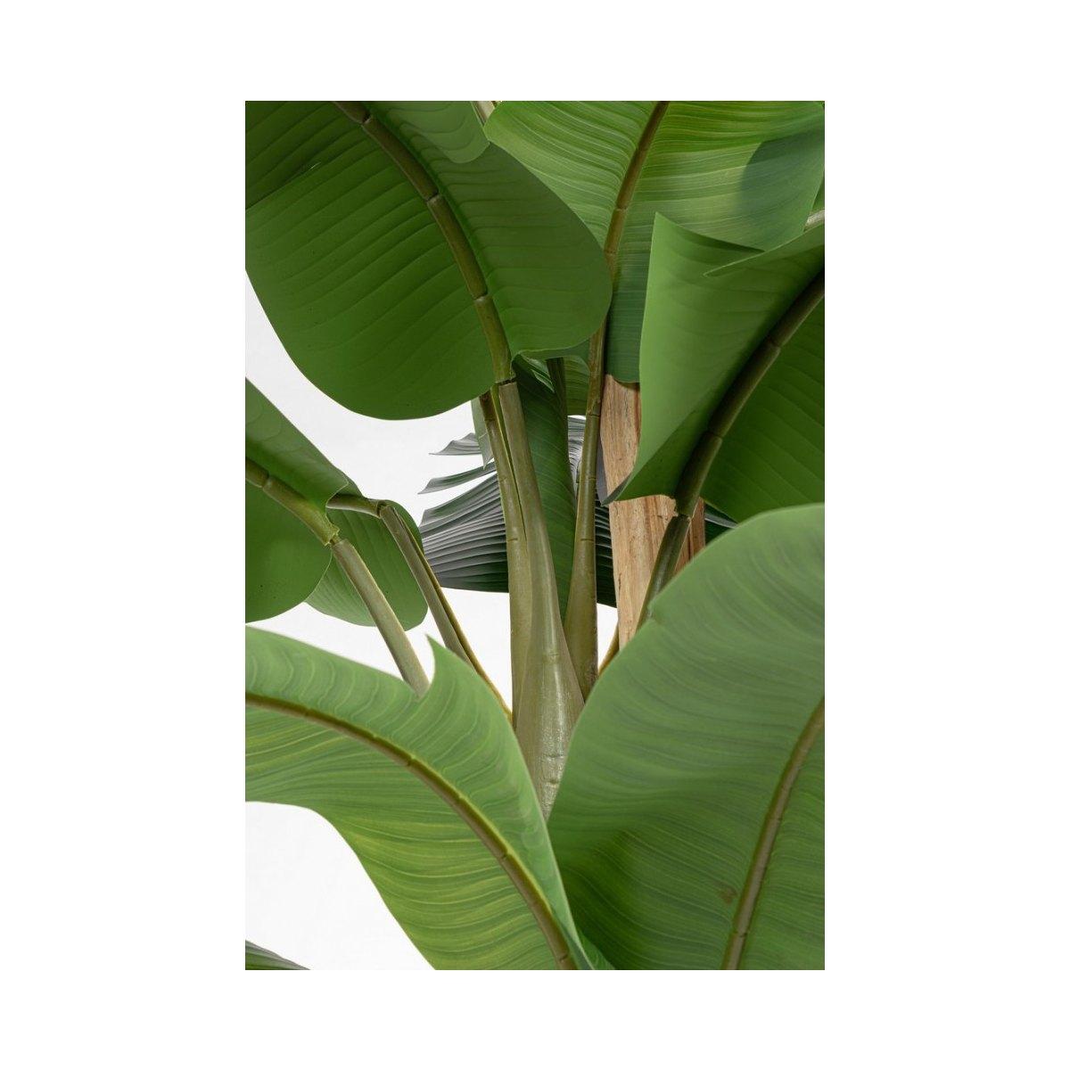 Pianta Banano con Vaso 30 Foglie cm.H320 | Bizzotto